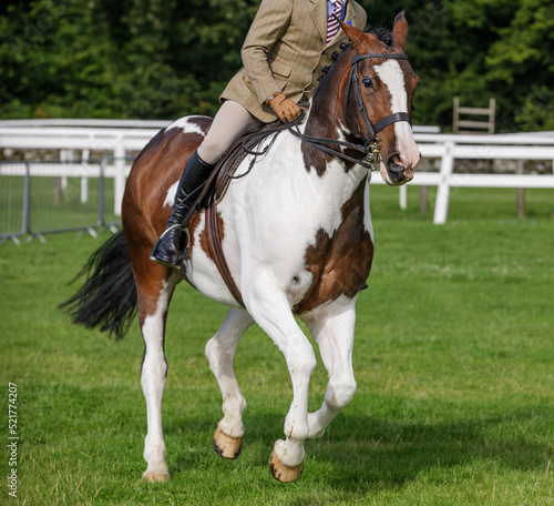 White and brown piebald mare horse and rider racing in field
