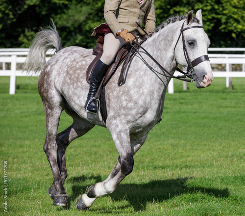 Dappled grey mare horse and rider racing in field