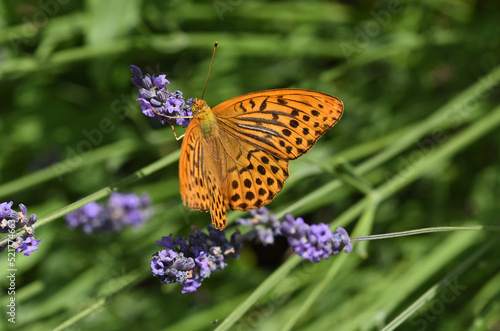 Imperial mantle, Argynnis paphia