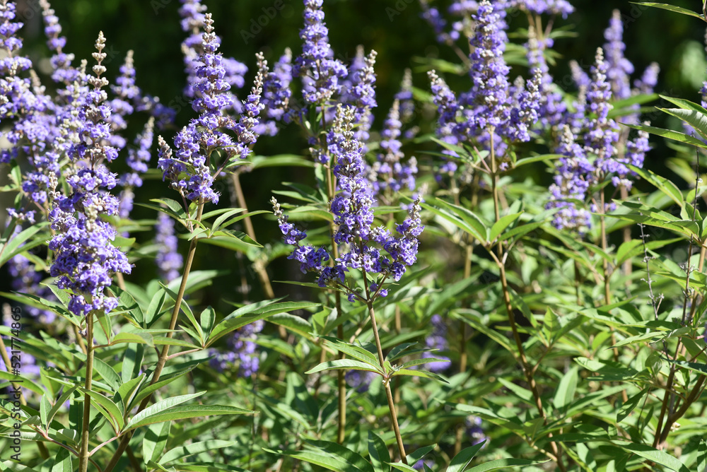 Obraz premium Moenchspfeffer, Vitex agnus, castus