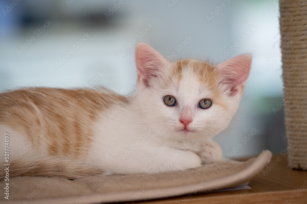 Fototapeta premium Junge Katze beim Spielen