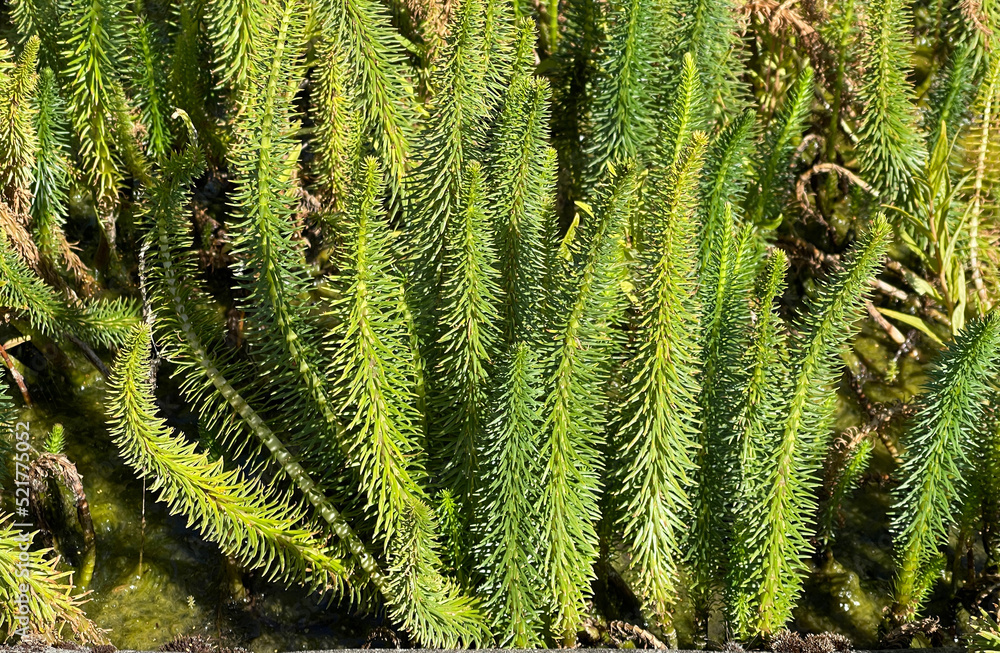 Mare's tail, Hippuris vulgaris Mare's tail, Hippuris vulgaris