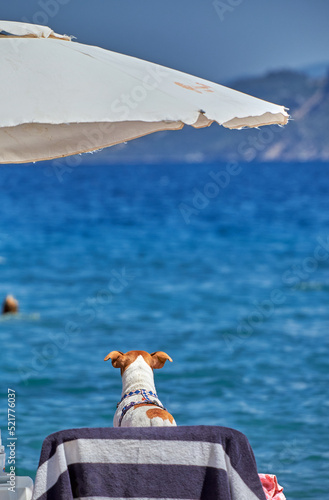Kleiner Hund auf einer Strandliege.