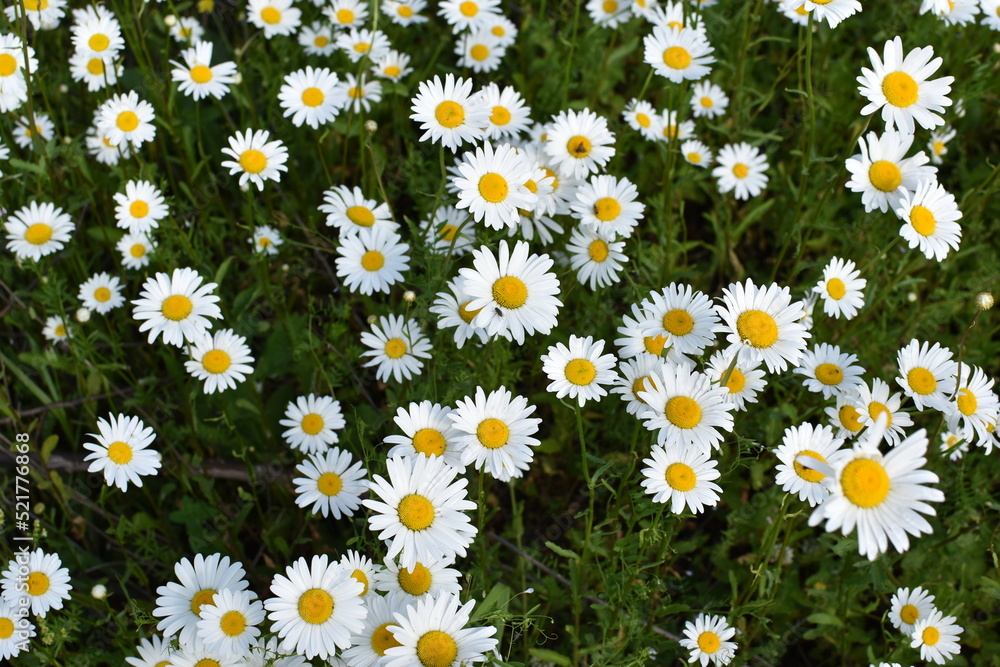 Daisies in the field illuminated by the sun.Summer background.Toned Daisies in the field illuminated by the sun.Summer background.Toned