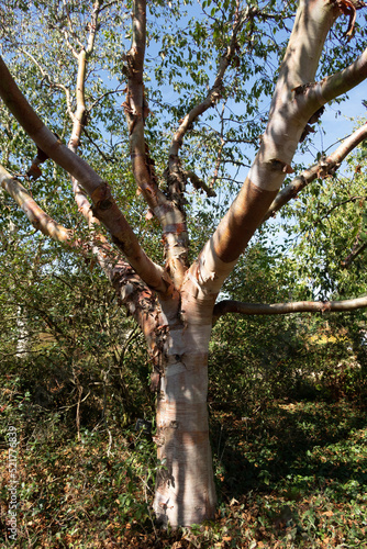 Valokuva Sunlit Chinese Red Barked Birch, Betula albo-sinensis tree