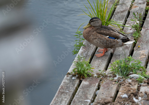 Foto Duck erect standing on a footbridge of wood over the lake - the water in the lak