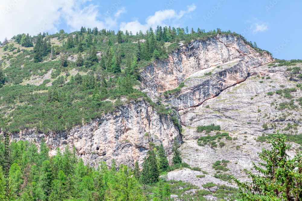 Pines growing on the rocky mountains . Limestone cliff with trees