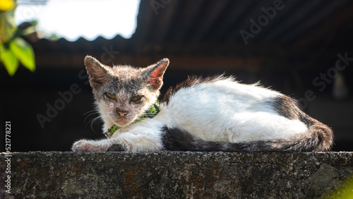 Quadro em tela Cat with clinical sign of sarcoptic mange infection