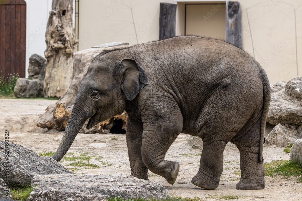 A young little Asian elephant, Elephas maximus also called Asiatic elephant