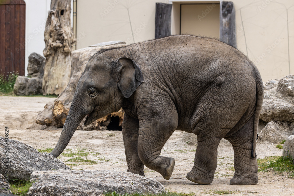 Fototapeta premium A young little Asian elephant, Elephas maximus also called Asiatic elephant