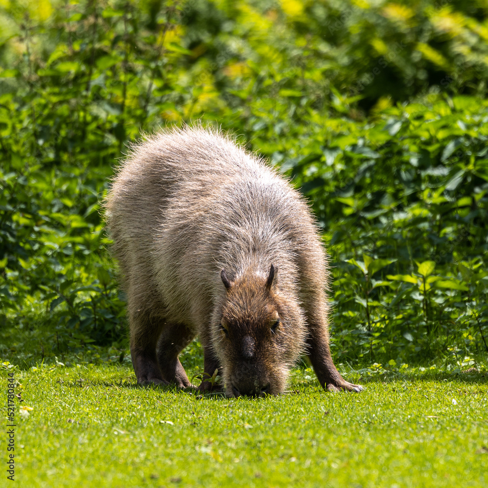 Fototapeta premium Capybara, Hydrochoerus hydrochaeris grazing on fresh green grass