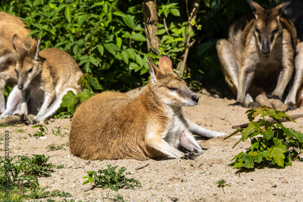 The agile wallaby, Macropus agilis also known as the sandy wallaby The agile wallaby, Macropus agilis also known as the sandy wallaby