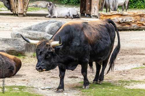 Heck cattle, Bos primigenius taurus or aurochs in a German park photo