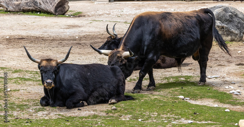 Fotografía Heck cattle, Bos primigenius taurus or aurochs in a German park