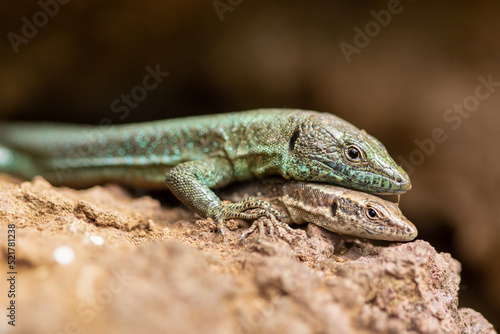 lizards mating on a rock