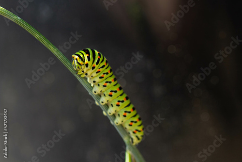 caterpillar on a branch