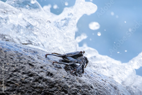 Photography Crab with a wave behind him