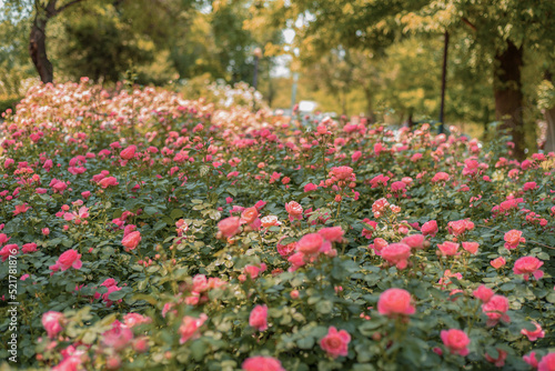 Bushes of pink roses. Flower bed with roses. © Катерина Воробьева