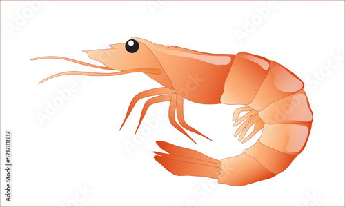 A shrimp isolated on white background. EPS10 vector format.