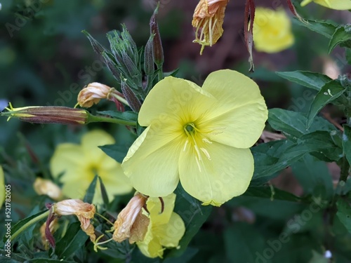 Oenothera biennis, common evening-primrose, is flowering plant in family Onagraceae.