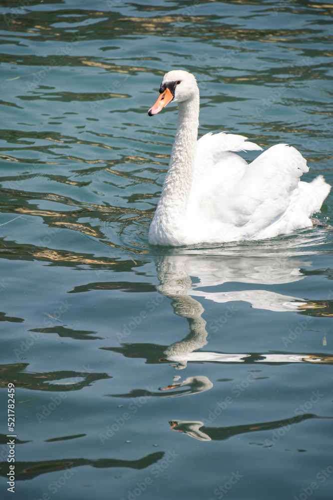 Naklejka premium swan on Iseo lake in Italy