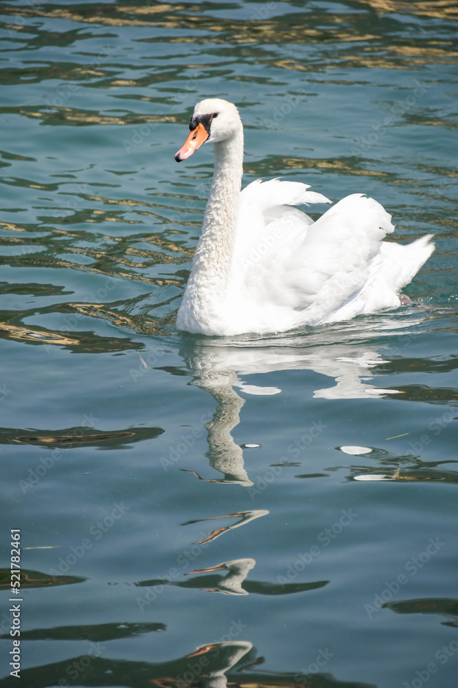 Naklejka premium swan on Iseo lake in Italy