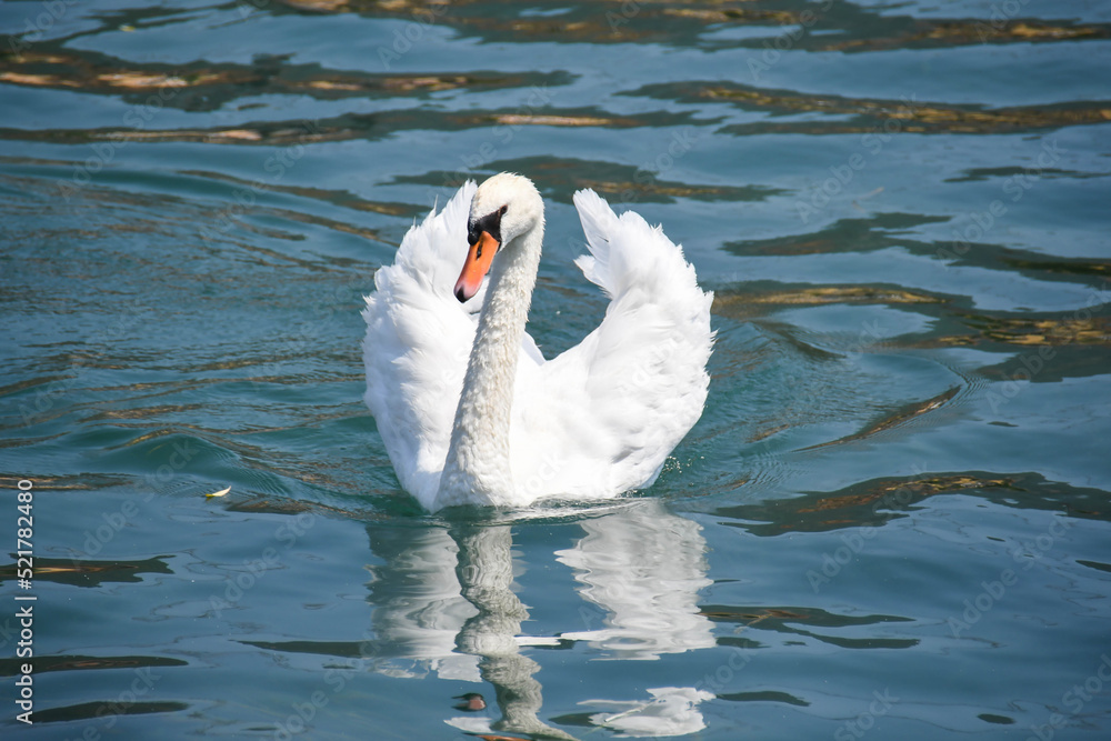 Naklejka premium swan on Iseo lake in Italy