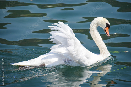 swan on Iseo lake in Italy