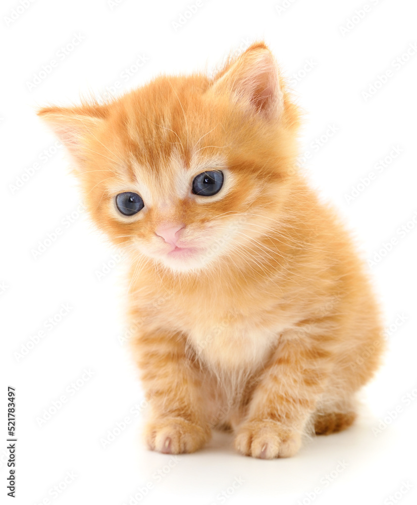 Kitten on white background.