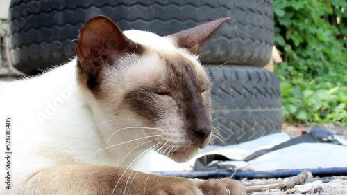 a big siam oriental cat portrait