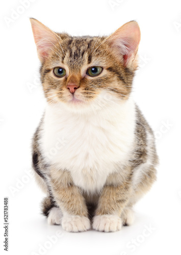 Kitten on white background.