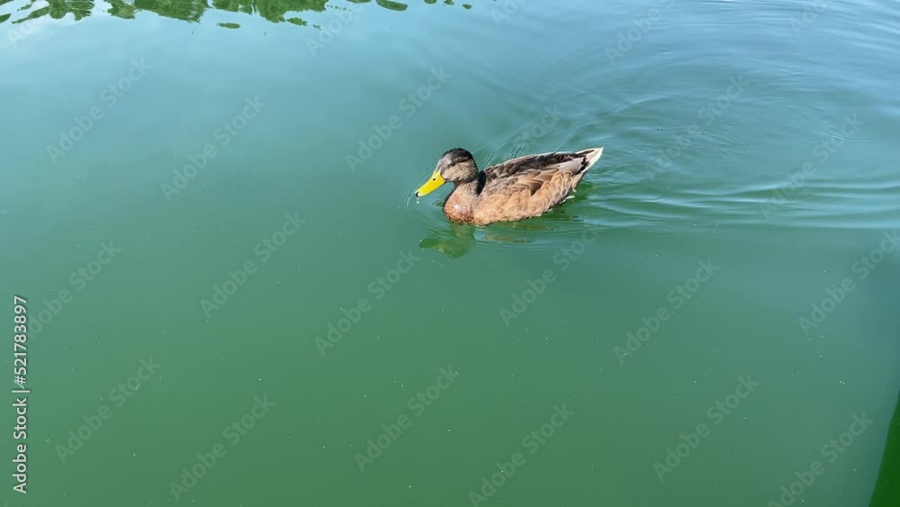 Eine Stockente auf einem See. Eine Stockente auf einem See.
