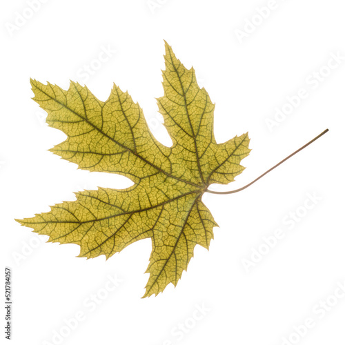 Dry autumn maple leaf. Yellow leaf isolated on white background.