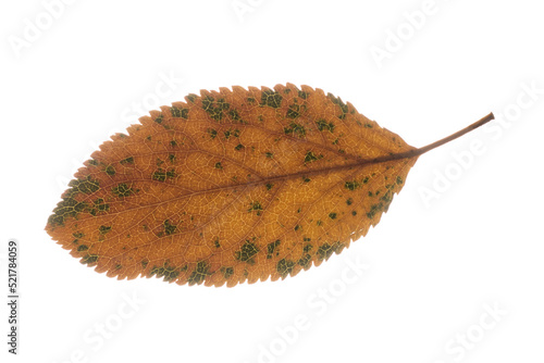 Dry autumn cherry leaf. Yellow leaf isolated on white background.