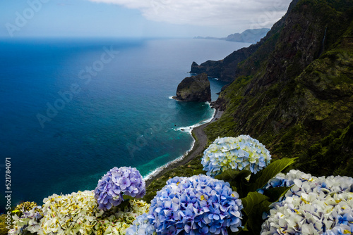 hortensia de madère