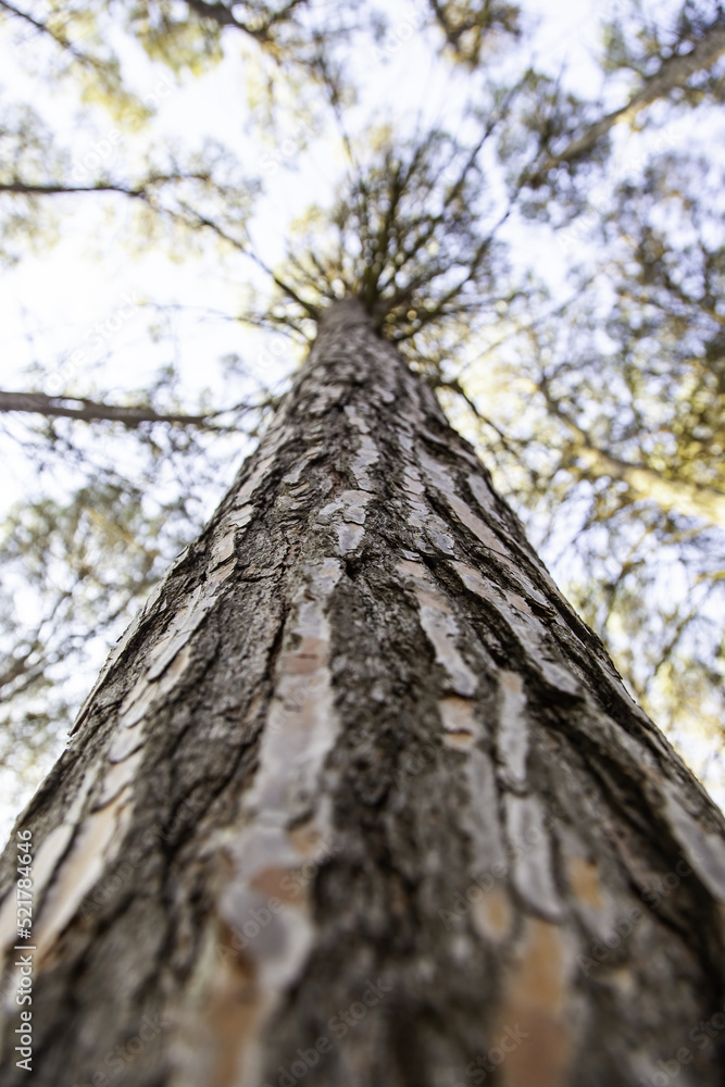 Tree trunk perspective