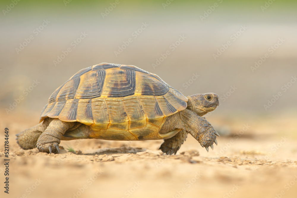 Żółw grecki (Testudo hermanni) - obrazy, fototapety, plakaty 