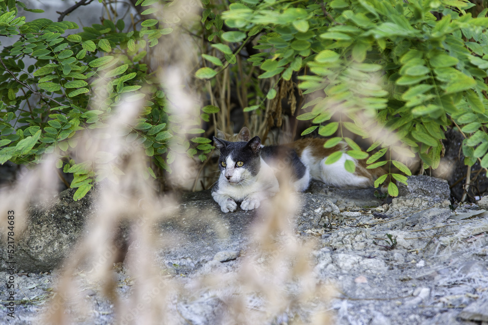 Obraz premium Street abandoned cats