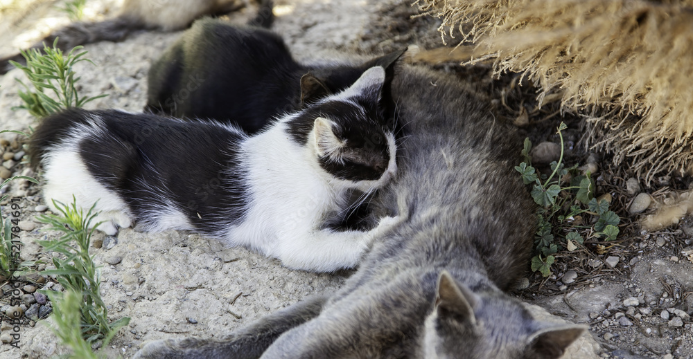 Fototapeta premium Street abandoned cats