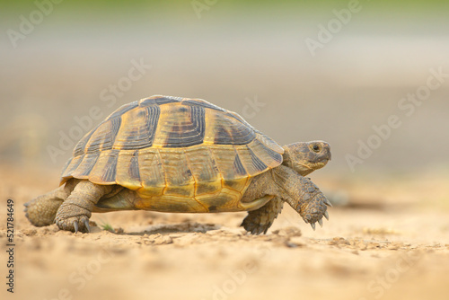 Żółw grecki (Testudo hermanni)