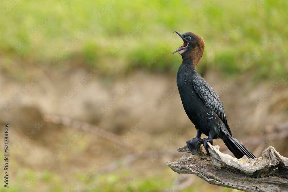 Fototapeta premium Kormoran mały (Microcarbo pygmaeus)