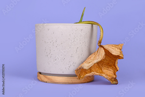 Dying houseplant with hanging dry leaf in flower pot on violet background