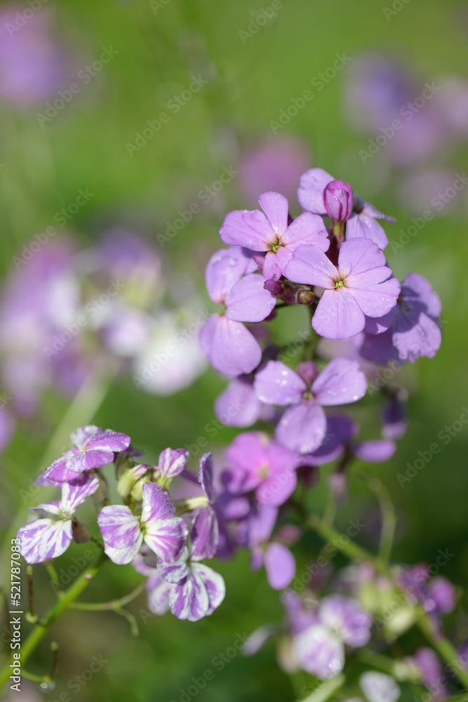 Multi colored dame's rocket blossoms (Hesperis matronalis). Focus on the upper blossom.