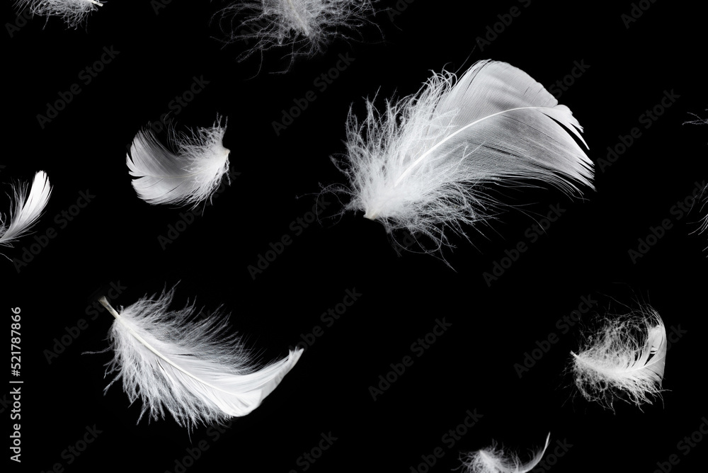 Obraz premium White feather isolated on a black background.