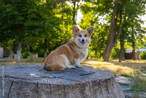 Portrait of funny corgi dog outdoors in the park © serejkakovalev