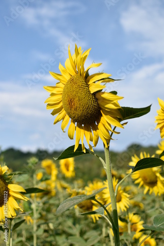 tournesols en gros plan