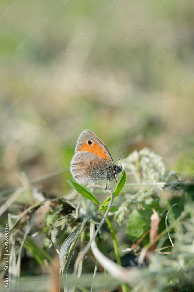 Small heath butterfly (Coenonympha pamhilus) rests in a mown meadow. Small heath butterfly (Coenonympha pamhilus) rests in a mown meadow.