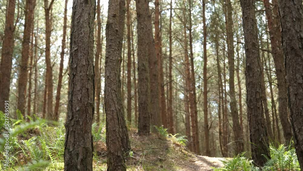 Beautiful pine trees forest nature in Baltic region in Poland in warm summer day Beautiful pine trees forest nature in Baltic region in Poland in warm summer day