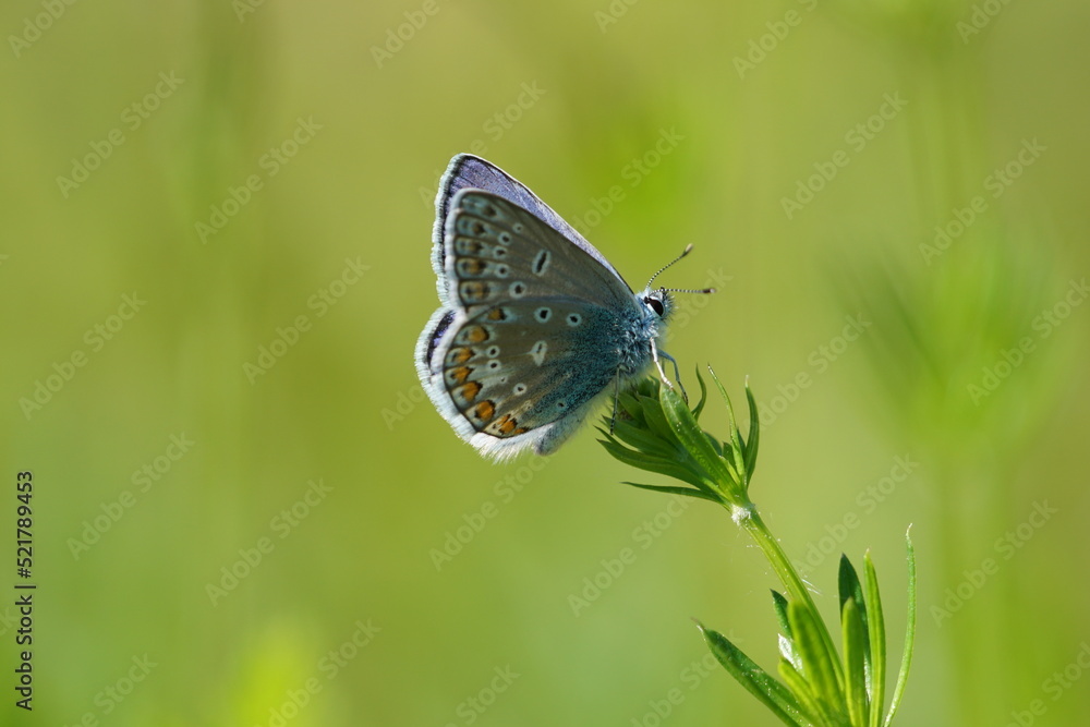 butterfly on a green grass butterfly on a green grass