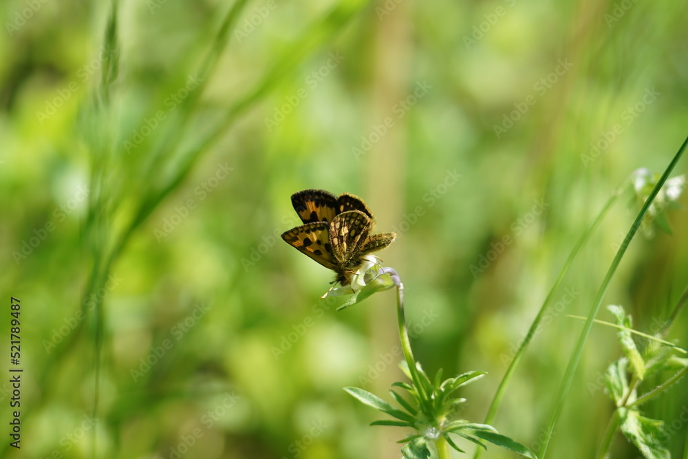 Fototapeta premium fly on a green grass